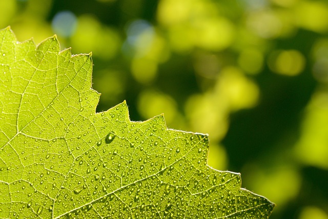 Laken, Green, Groentjes, Druppels