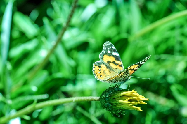 Vlinder, Tuin, Groente, Bloem