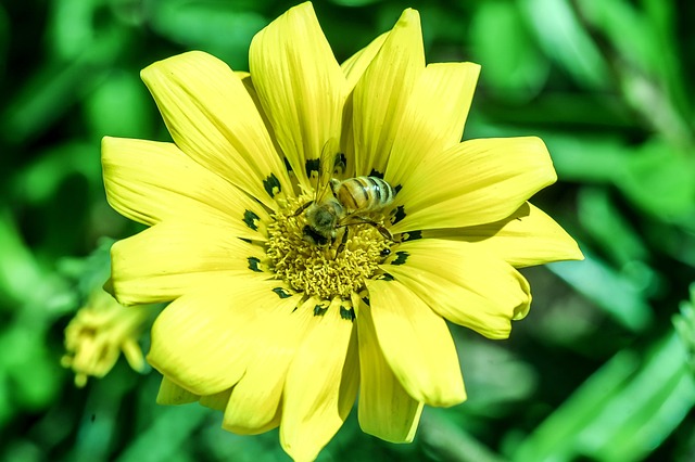Bloem, Mooie Bloemen, Bloem Achtergrond