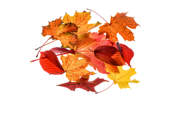 6 000 Kostenlose Herbstlaub Und Herbst Bilder Pixabay 6 000 Kostenlose Herbstlaub Und Herbst Bilder Pixabay
