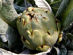 carxofa, cultui, de l'hort