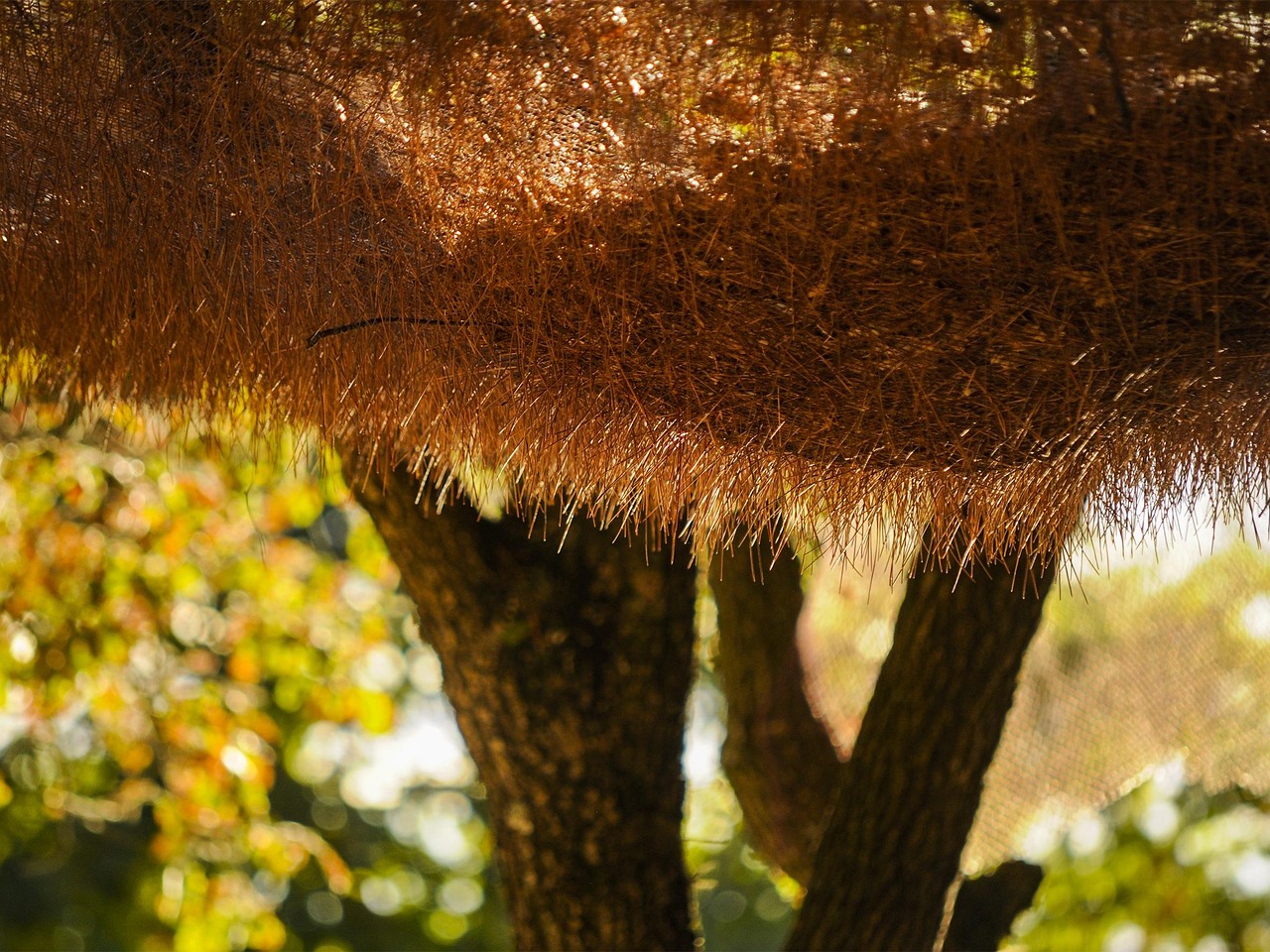 Feuilles Aiguilles De Pin - Photo gratuite sur Pixabay - Pixabay
