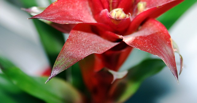Free Flower Red photo and picture