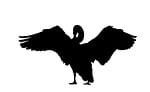 swan, silhouette, black
