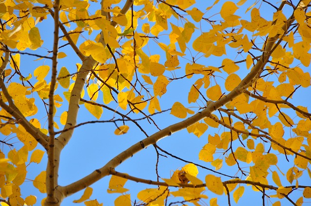 Free Leaves Gold photo and picture