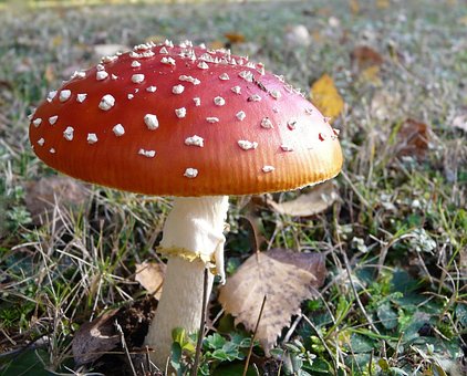 Free Mushroom Poison photo and picture