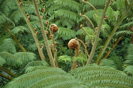 Free Fern Curly photo and picture