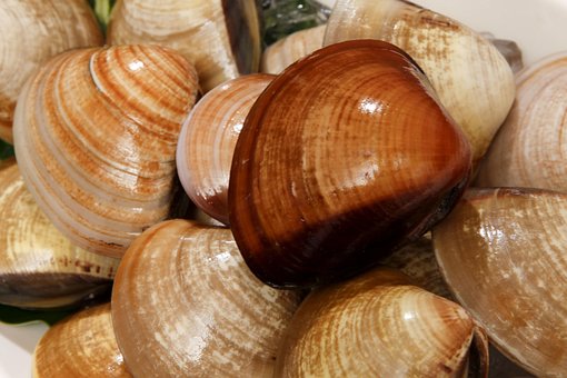 Free Gourmet Seafood photo and picture