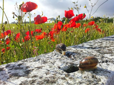 Free Snail Nature photo and picture