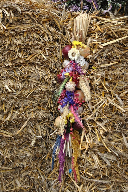 Free Onion Braid Fall photo and picture