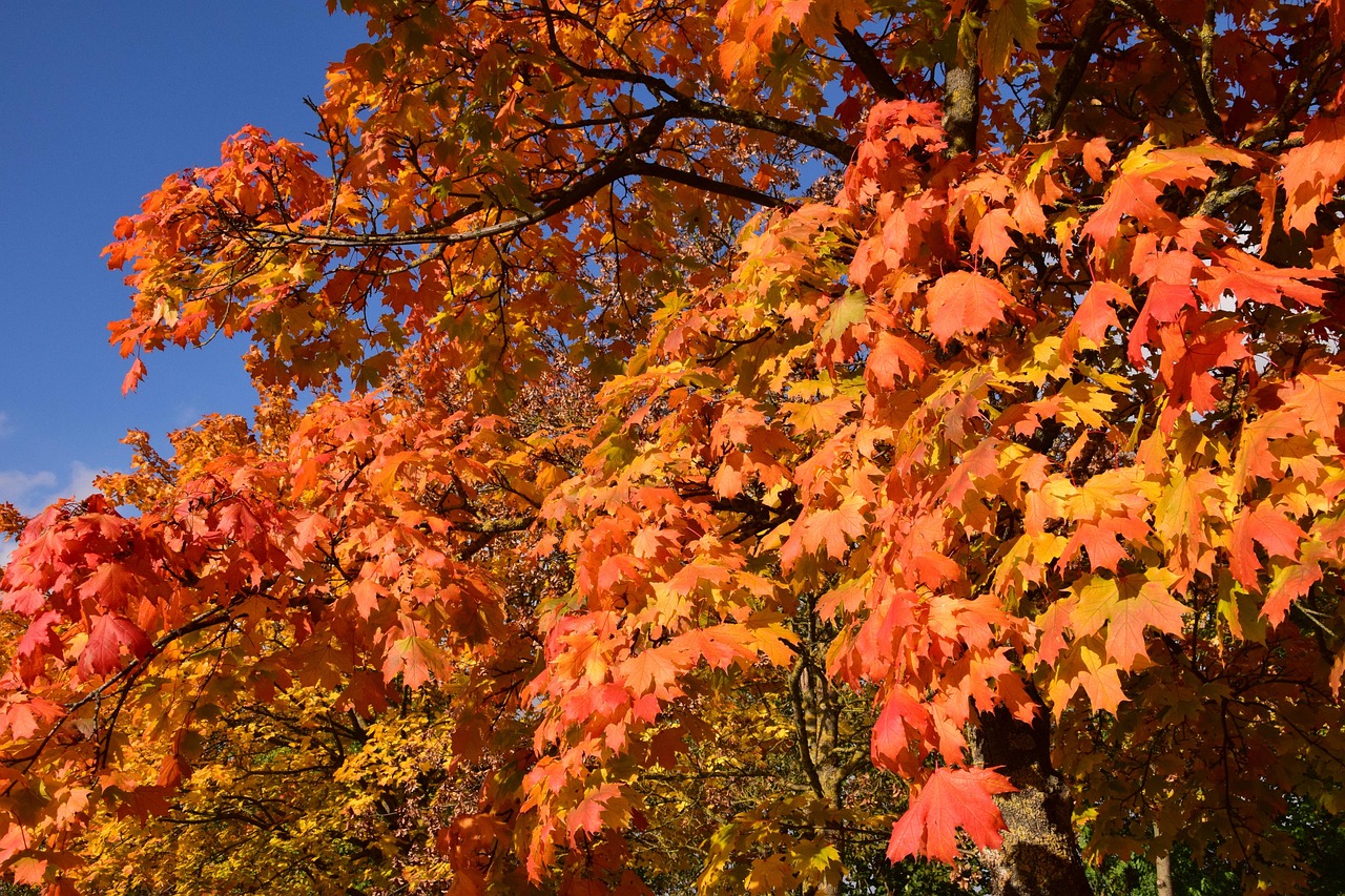 Fall Autumn Leaves - Free photo on Pixabay