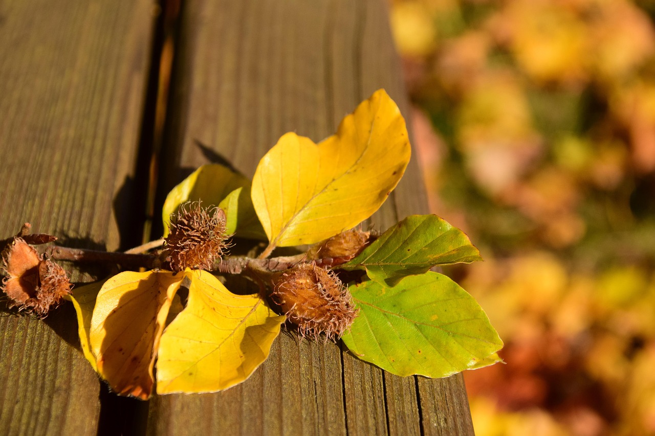 Herbst Samen Natur - Kostenloses Foto auf Pixabay - Pixabay