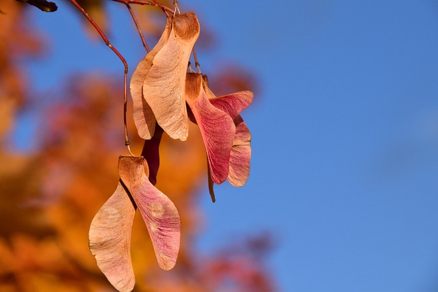 Free Maple Seeds photo and picture