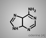 adenine, purine, gout