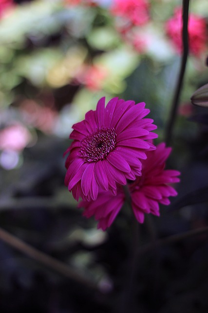 Free Flower Pink photo and picture