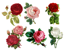 Roses, Collage, Vintage, Antique