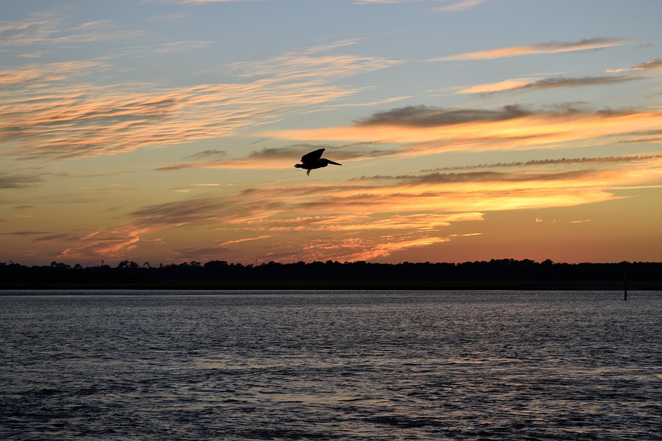 Pelican Flying Bird - Free photo on Pixabay - Pixabay