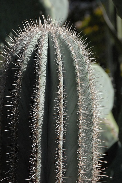 Free Cactus Needle photo and picture