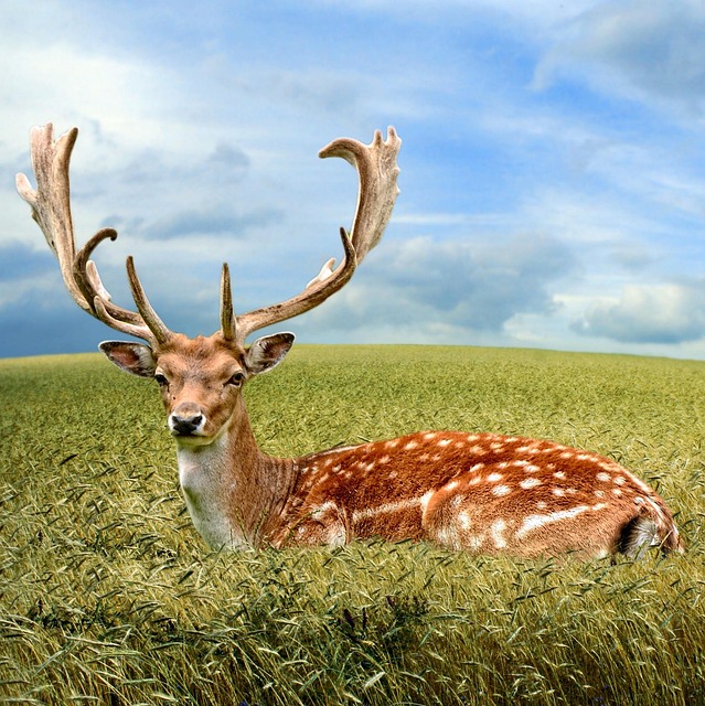 Free Animal Field photo and picture
