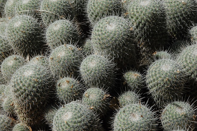 Free Cactus Cacti photo and picture