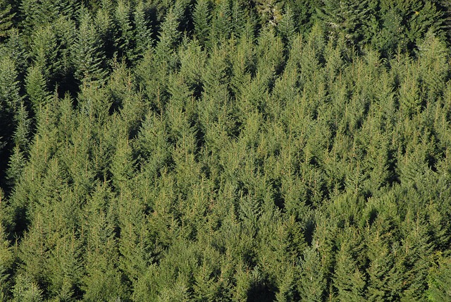 Free Fir Conifers photo and picture