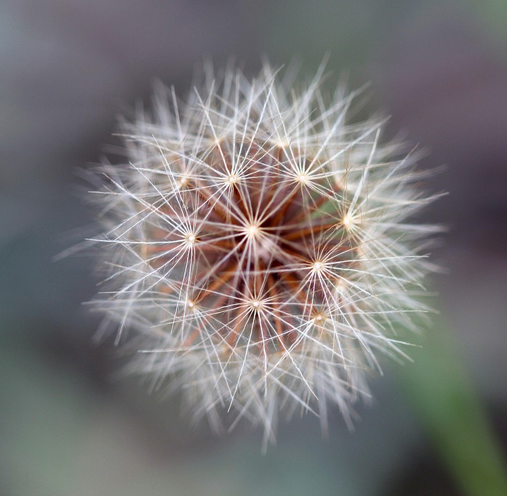 Small Things In Nature 种子的头 夏天 种子 - Pixabay上的免费照片 - Pixabay