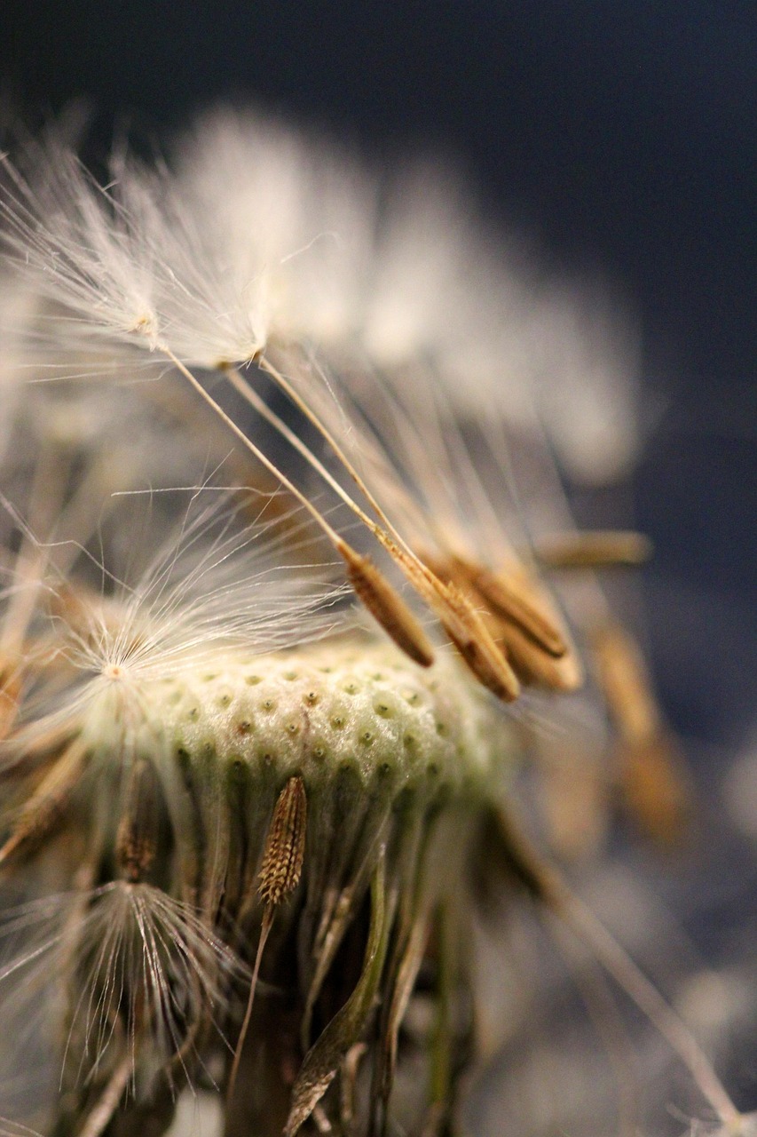 Small Things In Nature Saatgut Kopf Löwenzahn - Kostenloses Foto auf Pixabay - Pixabay