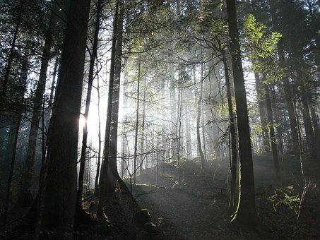 Free Forest Light photo and picture
