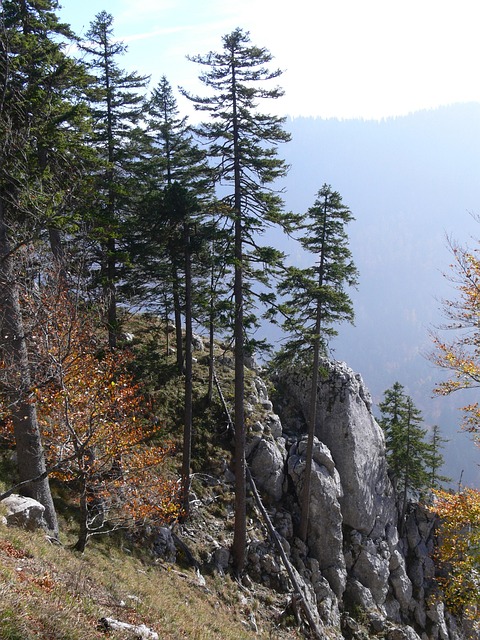 Free Landscape Fir photo and picture