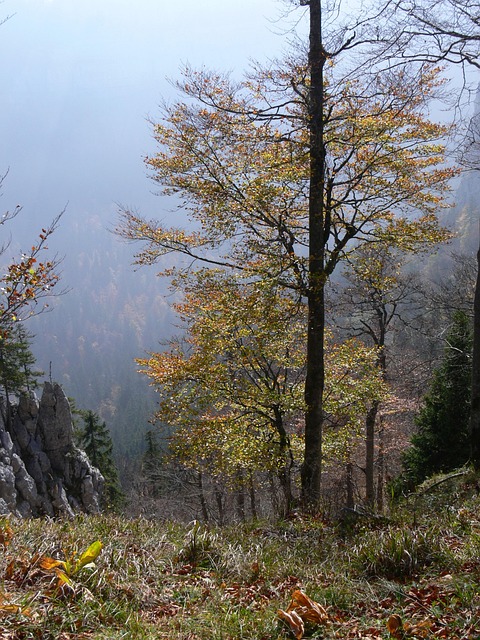 Free Landscape Tree photo and picture