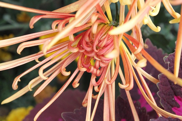 Free Orange Chrysanthemum photo and picture