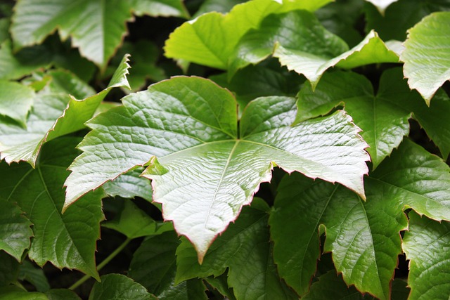 Free Creeper Leaf photo and picture