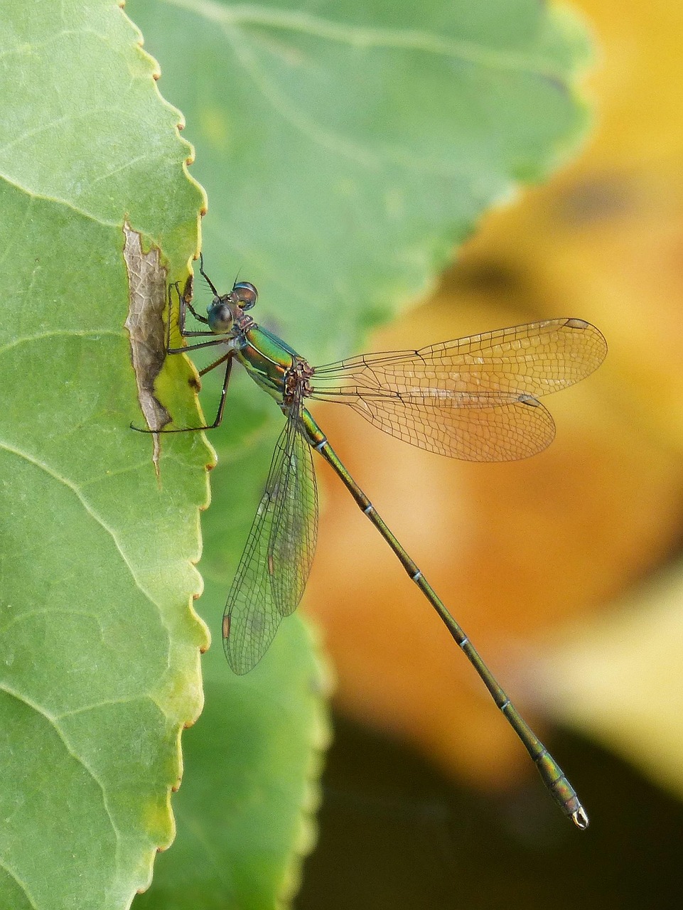 Dragonfly Green Leaf - Free photo on Pixabay