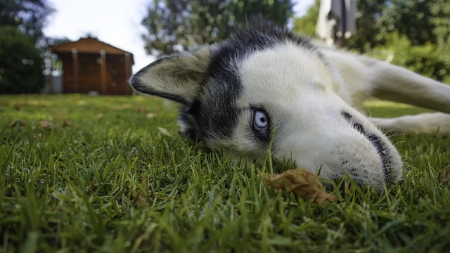 Free Siberian Husky Husky photo and picture