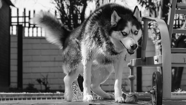 Free Siberian Husky Husky photo and picture