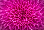 flowers, nature, plants