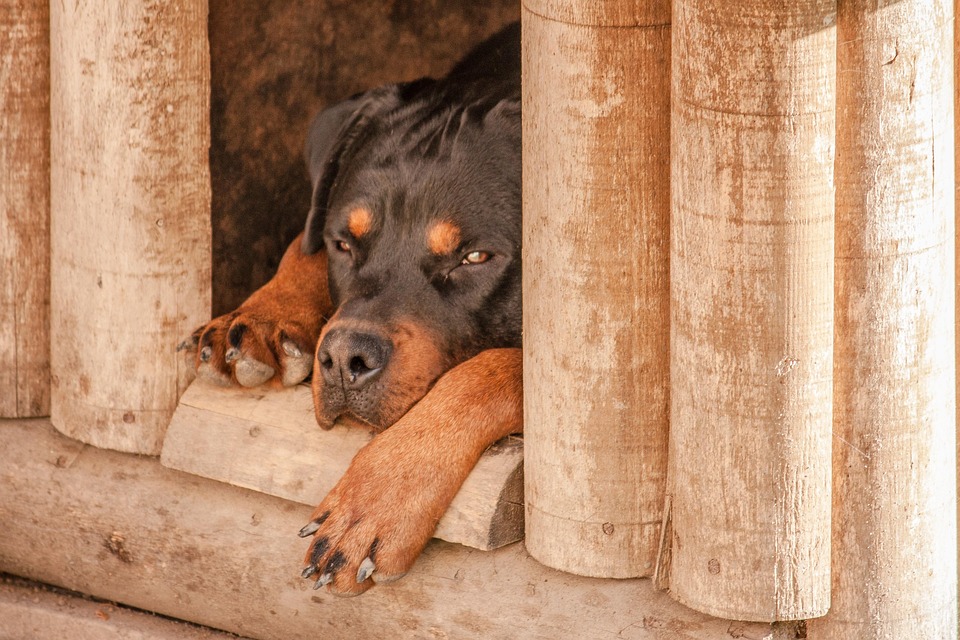 rottweiler sad free photo rottweiler sleep house free image on pixabay 1771878 rottweiler sad free photo rottweiler sleep house free image on pixabay 1771878