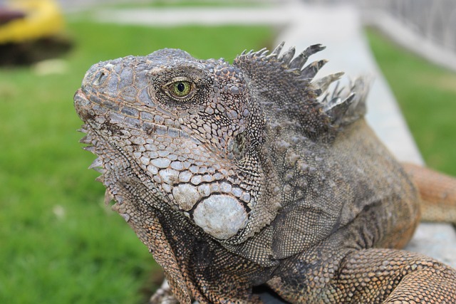 Free Iguana Ecuador photo and picture