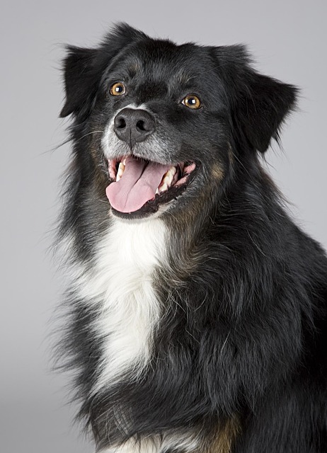 Free Dog Pet photo and picture