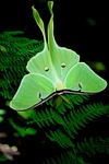moth, green, nat