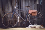 cowshed, village, bike