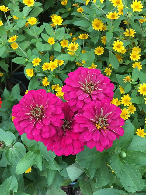 Free Zinnia Pink photo and picture