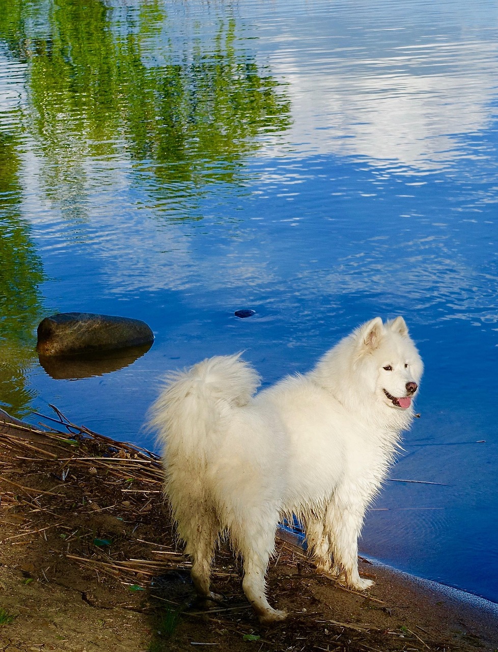 Rauque Chien Blanche Rauque Animal De - Photo gratuite sur Pixabay - Pixabay