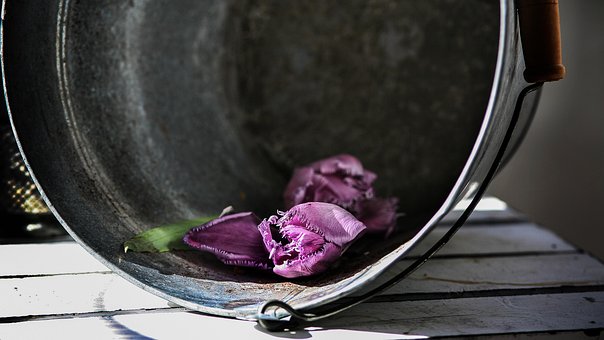 Blomst, Tulipan, Blomst Tapet