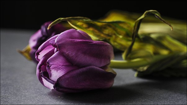 Blomst, Tulipan, Rød Blomst, Natur