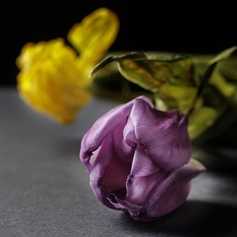 Blomst, Tulipan, Blomst Baggrund