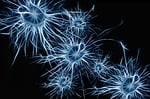 neurons, brain cells, brain structure