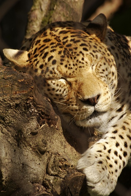 Leopard, Säugetier, Tier, Tiere, Natur