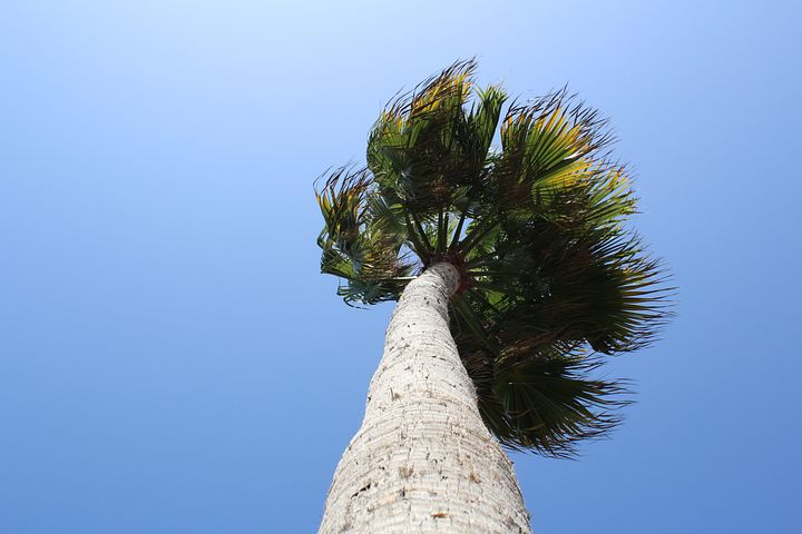 30+ Free Palmtree & Beach Photos - Pixabay