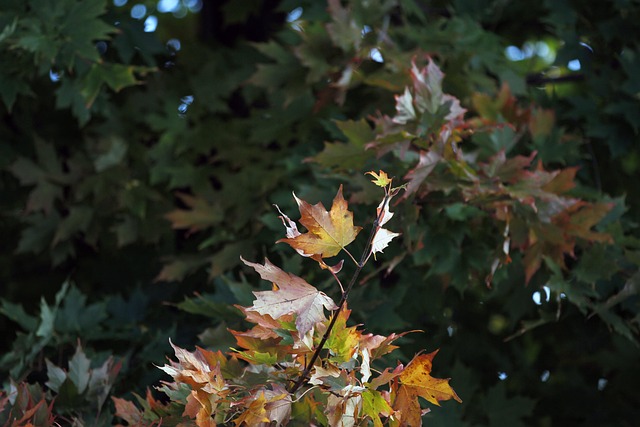Free Maple Leaf photo and picture
